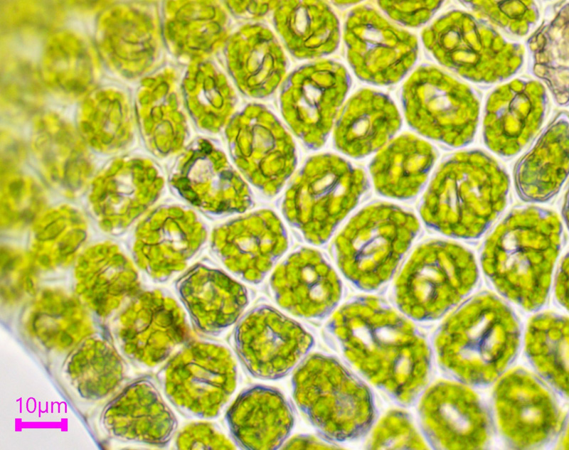 Odontoschisma elongatum